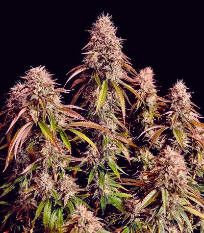 Сорт Gorilla Melon fem (FastBuds) Сорт Gorilla Melon fem (FastBuds) — изображение 4