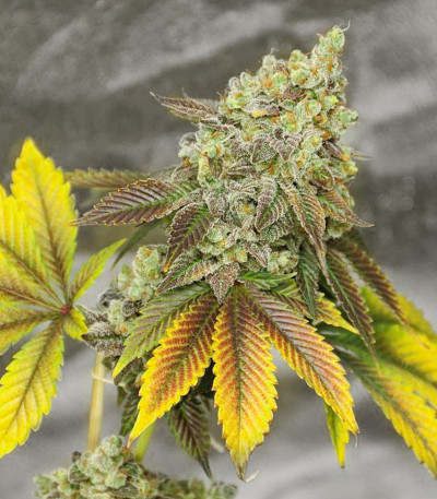 Сорт LSD fem (Barney's Farm) Сорт LSD fem (Barney's Farm) — изображение 3