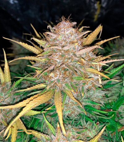 Сорт Bruce Banner Auto fem (FastBuds) Сорт Bruce Banner Auto fem (FastBuds) — изображение 7