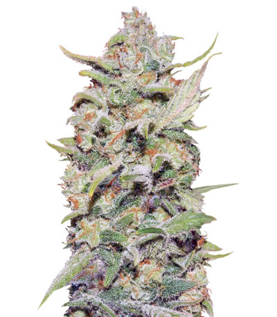 Сорт Peyote Critical fem (Barney's Farm) Сорт Peyote Critical fem (Barney's Farm)