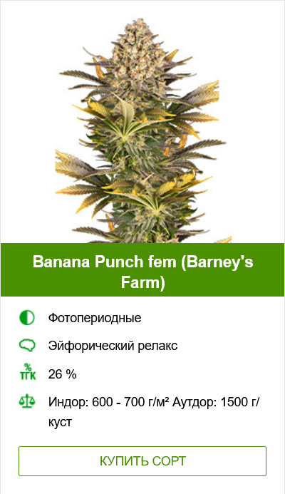 Гроурепорт Banana Punch (Barney's Farm)