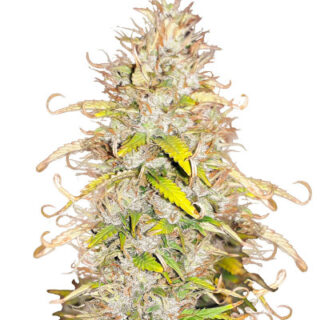 Сорт Green Gelato Automatic fem (RQS) Сорт Green Gelato Automatic fem (RQS)