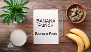 Сорт Banana Punch fem (Barney's Farm)