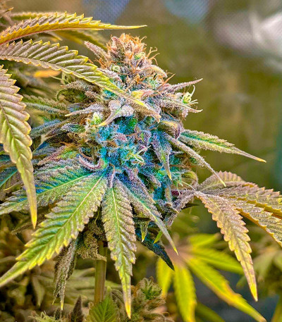 Сорт Lemon Mandarin fem (FastBuds) Сорт Lemon Mandarin fem (FastBuds) — изображение 4