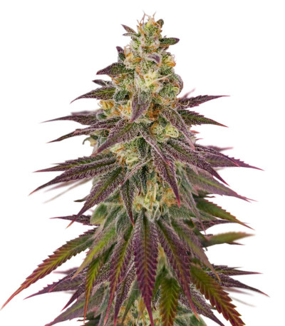 Сорт Lemon Mandarin fem (FastBuds) Сорт Lemon Mandarin fem (FastBuds)