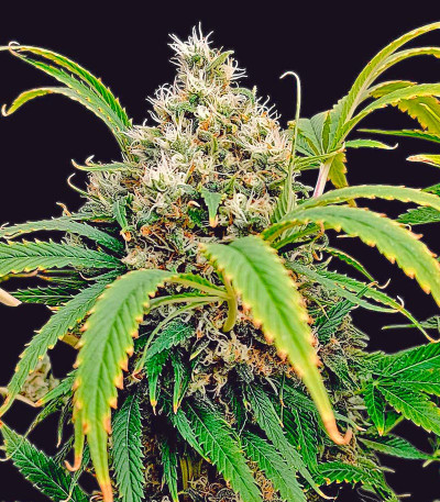 Сорт Lemonpaya fem (FastBuds) Сорт Lemonpaya fem (FastBuds) — изображение 2