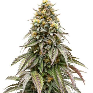 Сорт Lemonpaya fem (FastBuds)