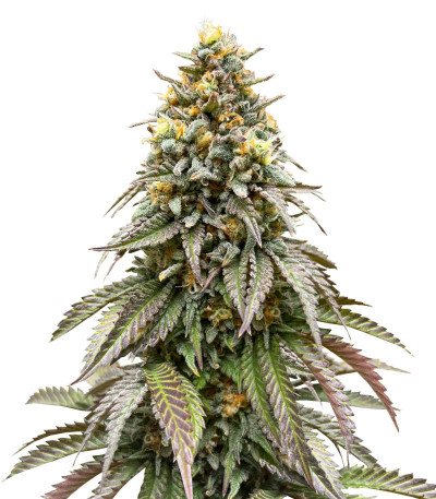Сорт Lemonpaya fem (FastBuds) Сорт Lemonpaya fem (FastBuds)