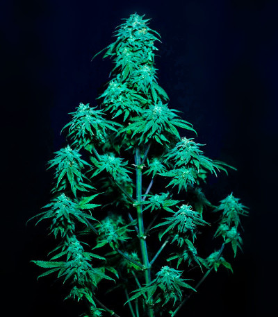 Сорт Papaya Sherbet fem (FastBuds) Сорт Papaya Sherbet fem (FastBuds) — изображение 5