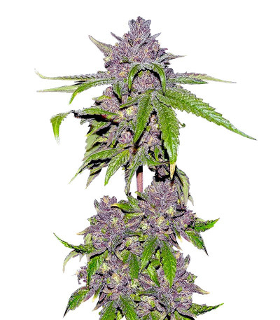 Сорт Papaya Sherbet fem (FastBuds) Сорт Papaya Sherbet fem (FastBuds)