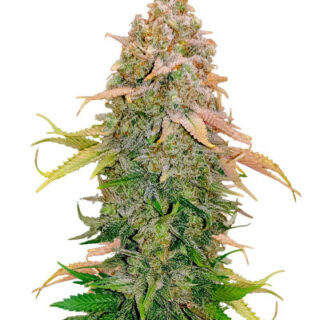 Сорт Runtz fem (Barney's Farm)