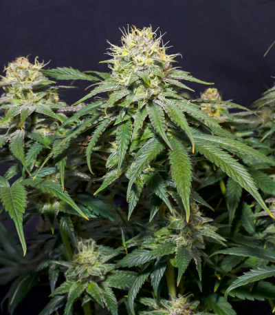 Сорт Tropicana Cookies FF fem (FastBuds) Сорт Tropicana Cookies FF fem (FastBuds) — изображение 4