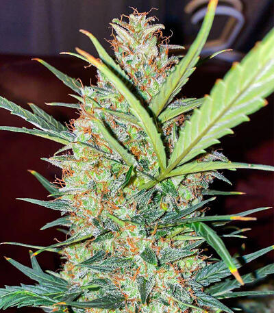 Сорт Gorilla Glue #4 Fast Version fem (Easy Grow Seeds) Сорт Gorilla Glue #4 Fast Version fem (Easy Grow Seeds) — изображение 3