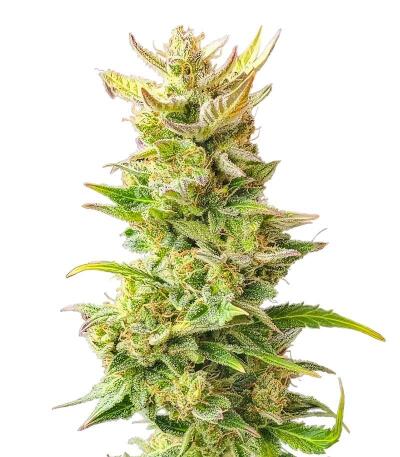 Сорт Baby Runtz Autoflower fem (Easy Grow Seeds) Сорт Baby Runtz Autoflower fem (Easy Grow Seeds)