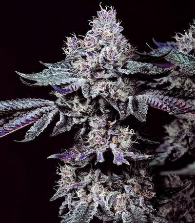 Сорт Nuggz R1 fem (Ethos Genetics) Сорт Nuggz R1 fem (Ethos Genetics) — изображение 2