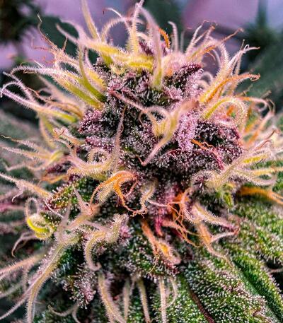 Сорт Nuggz R1 fem (Ethos Genetics) Сорт Nuggz R1 fem (Ethos Genetics) — изображение 3